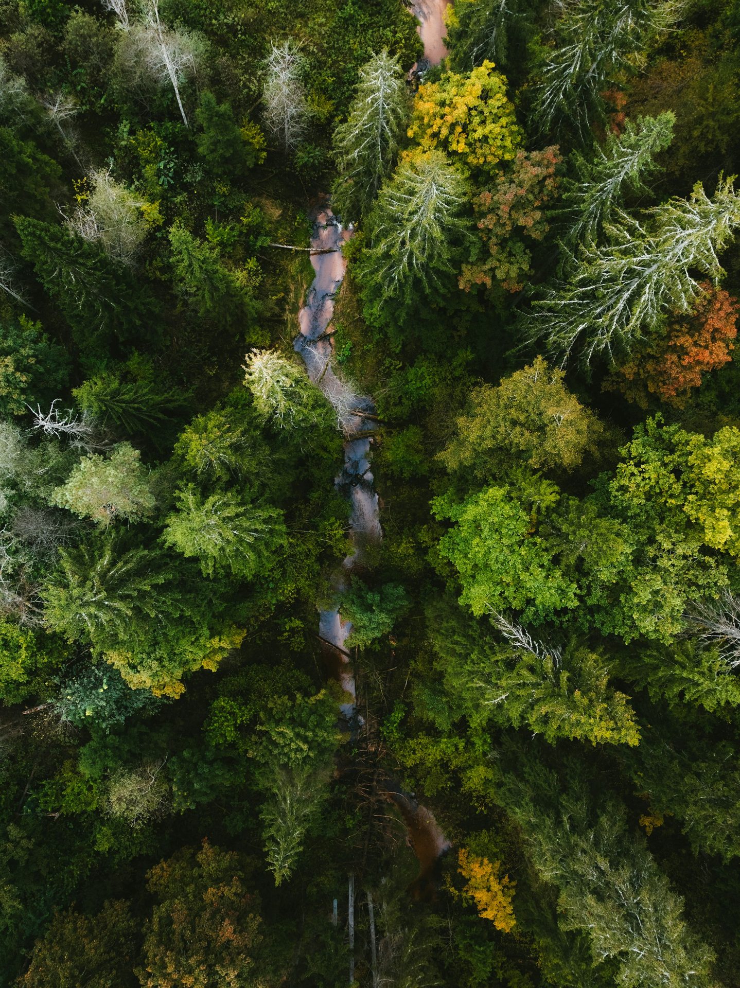 Forest and winding river — illustrative photography, not an OSFI project site.
